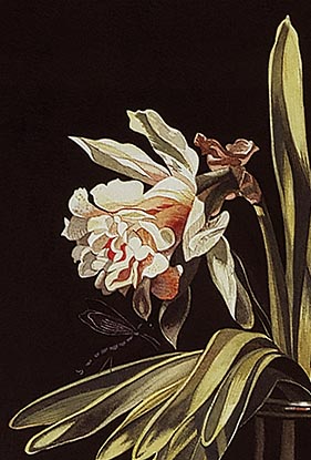 Detail of Nancy Becker's Double Daffodils in a Vase, Simon Pietersz. Verelst (c.1665), 1999