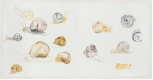 Snails, 2016